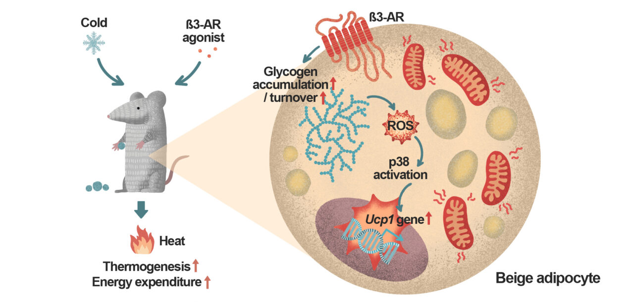 Copyright: (Mol. Cells 2022; 45(5): 291-293)